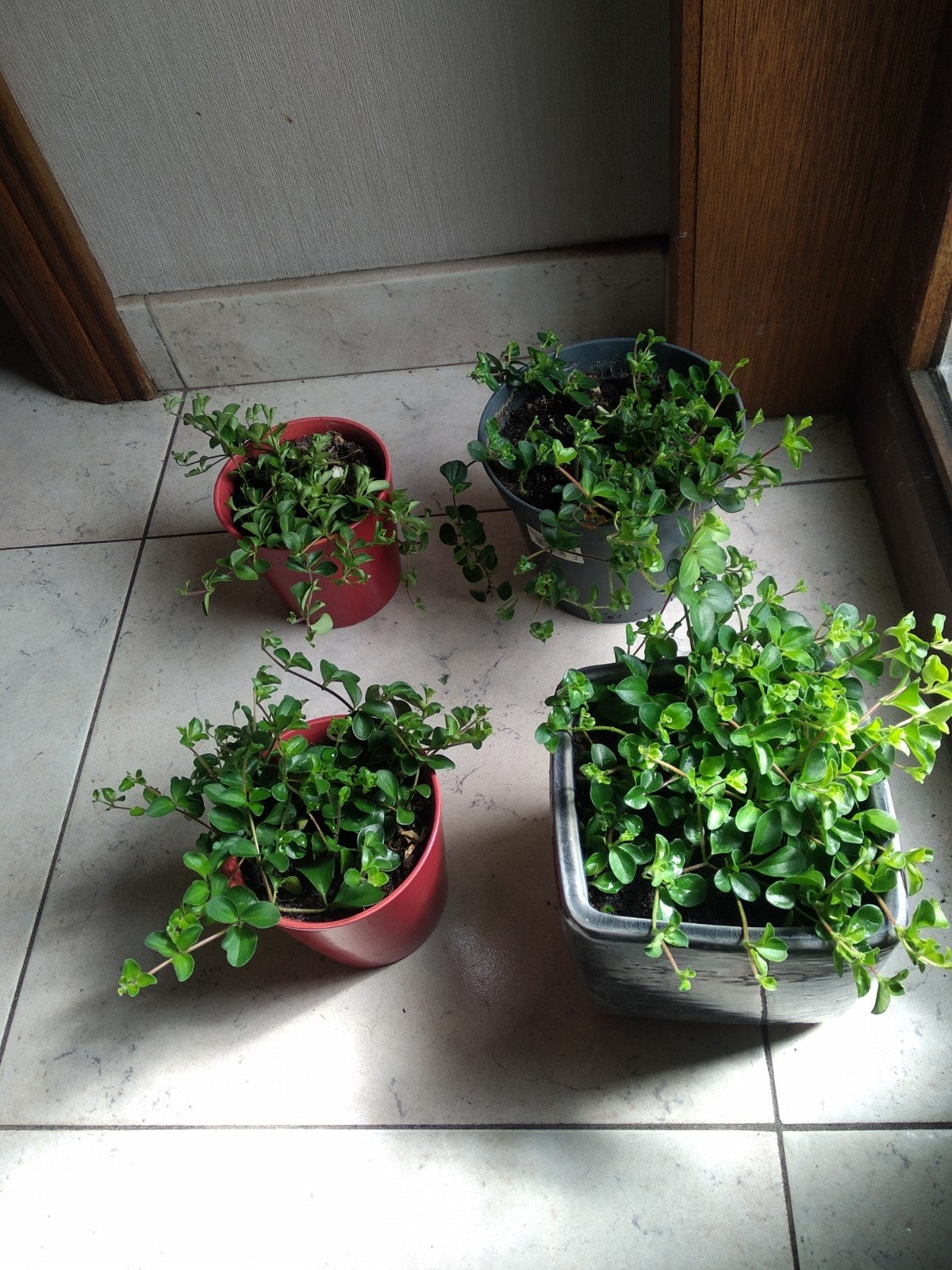 Kamerplant peperomia kalanchoe, Ophalen