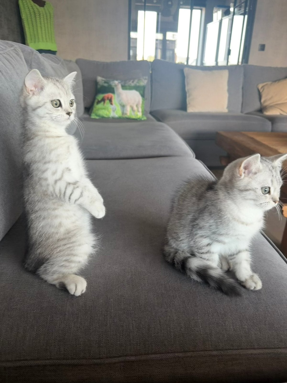 Brits korthaar, Chatte ou Chat, Avec pedigree, 0 à 2 ans