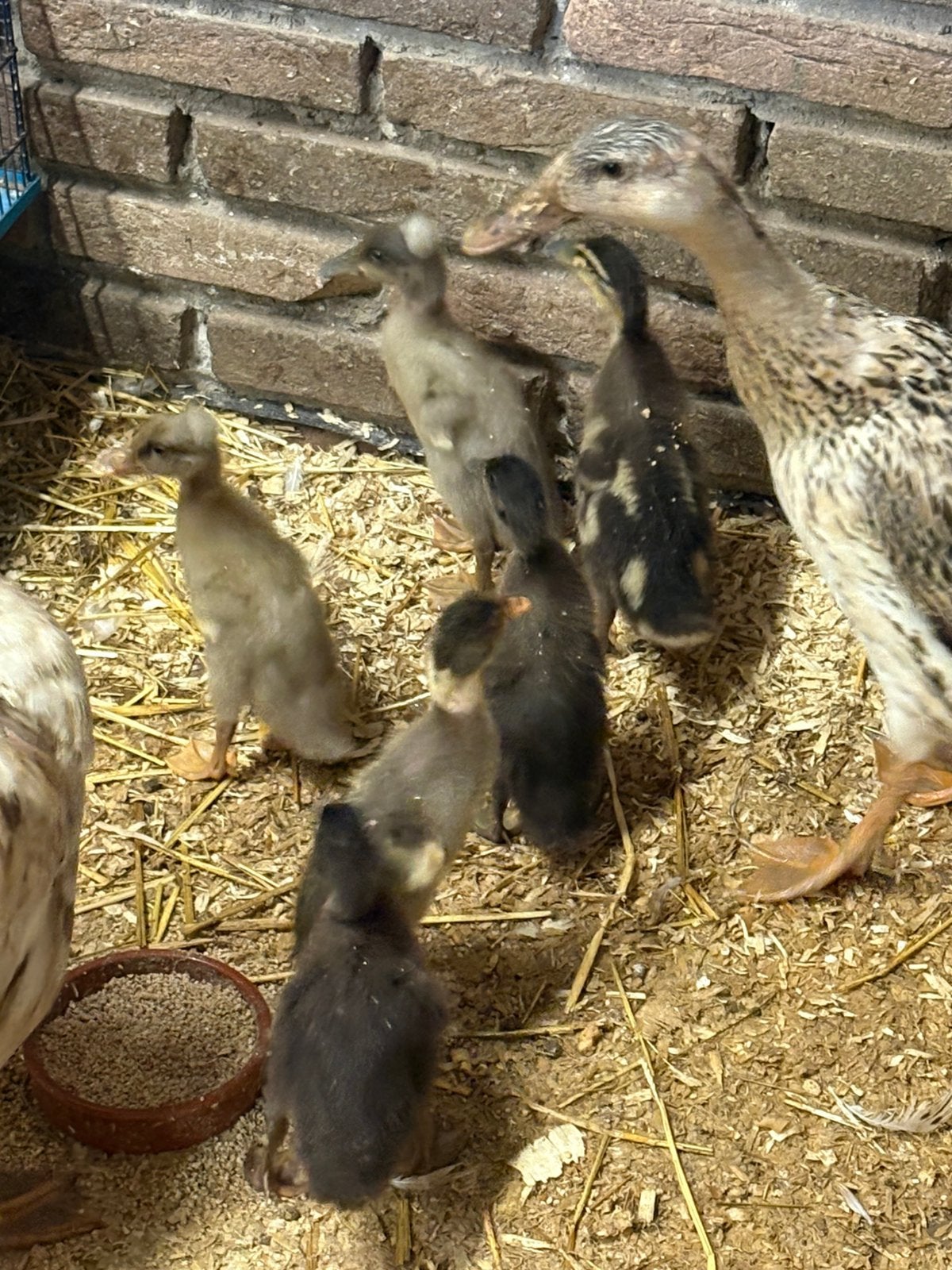 Kuikens Indische loopeend te koop, Dieren en Toebehoren, Meerdere dieren, Eend