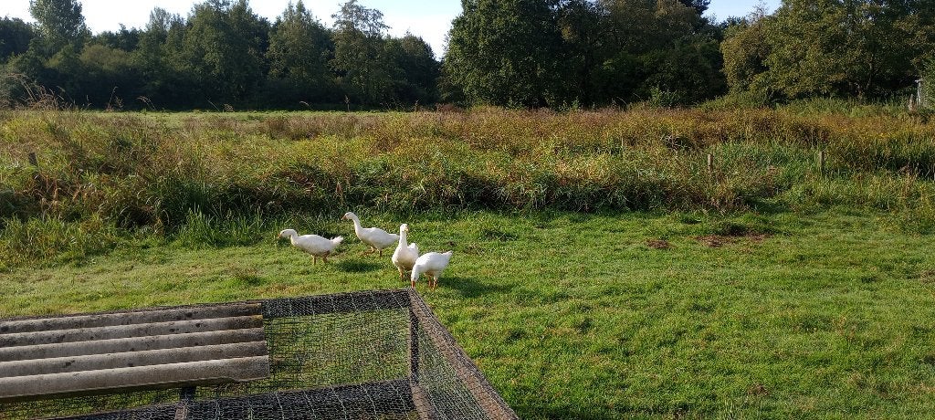 jonge ganzen, Animaux & Accessoires, Volatiles, Sexe inconnu, Oie ou Cygne