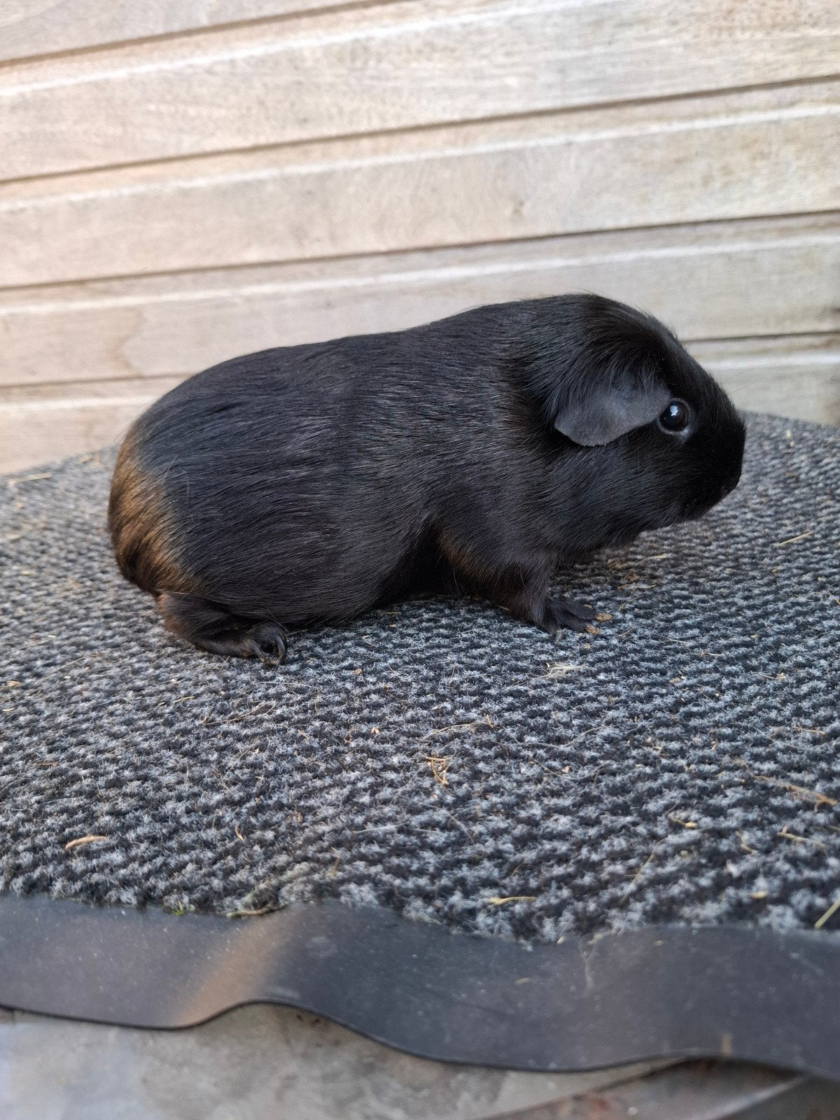 2 zwarte zeugjes, Dieren en Toebehoren, Knaagdieren, Cavia, Augustus, Vrouwelijk, Tam