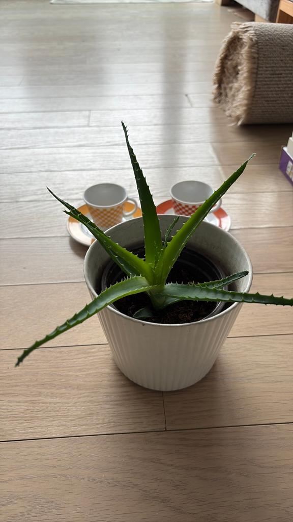 Aloe Vera Candelabra, Huis en Inrichting, Kamerplanten, Vetplant, In pot, Minder dan 100 cm, Groene kamerplant