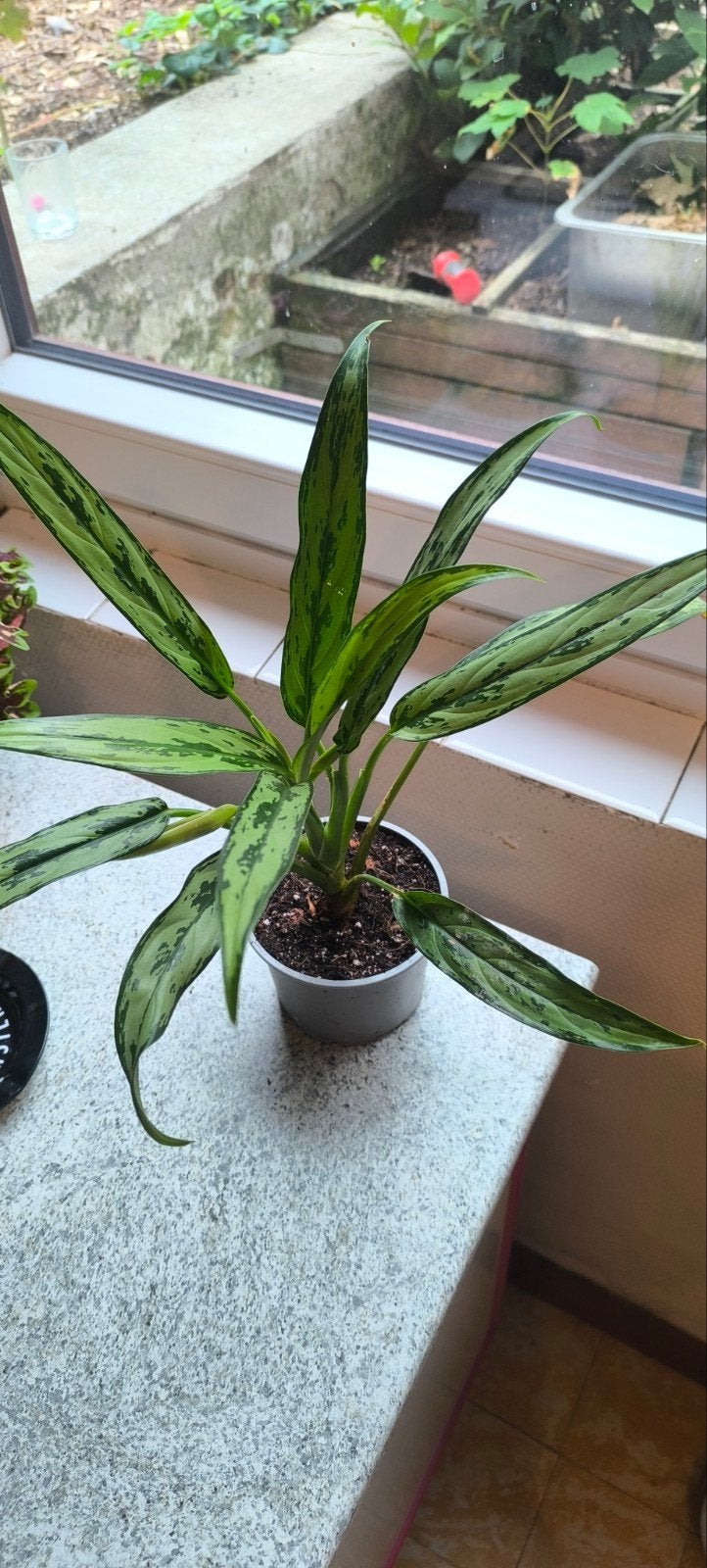 Aglaonema (variëteit 'Cutlass'), Huis en Inrichting, Ophalen