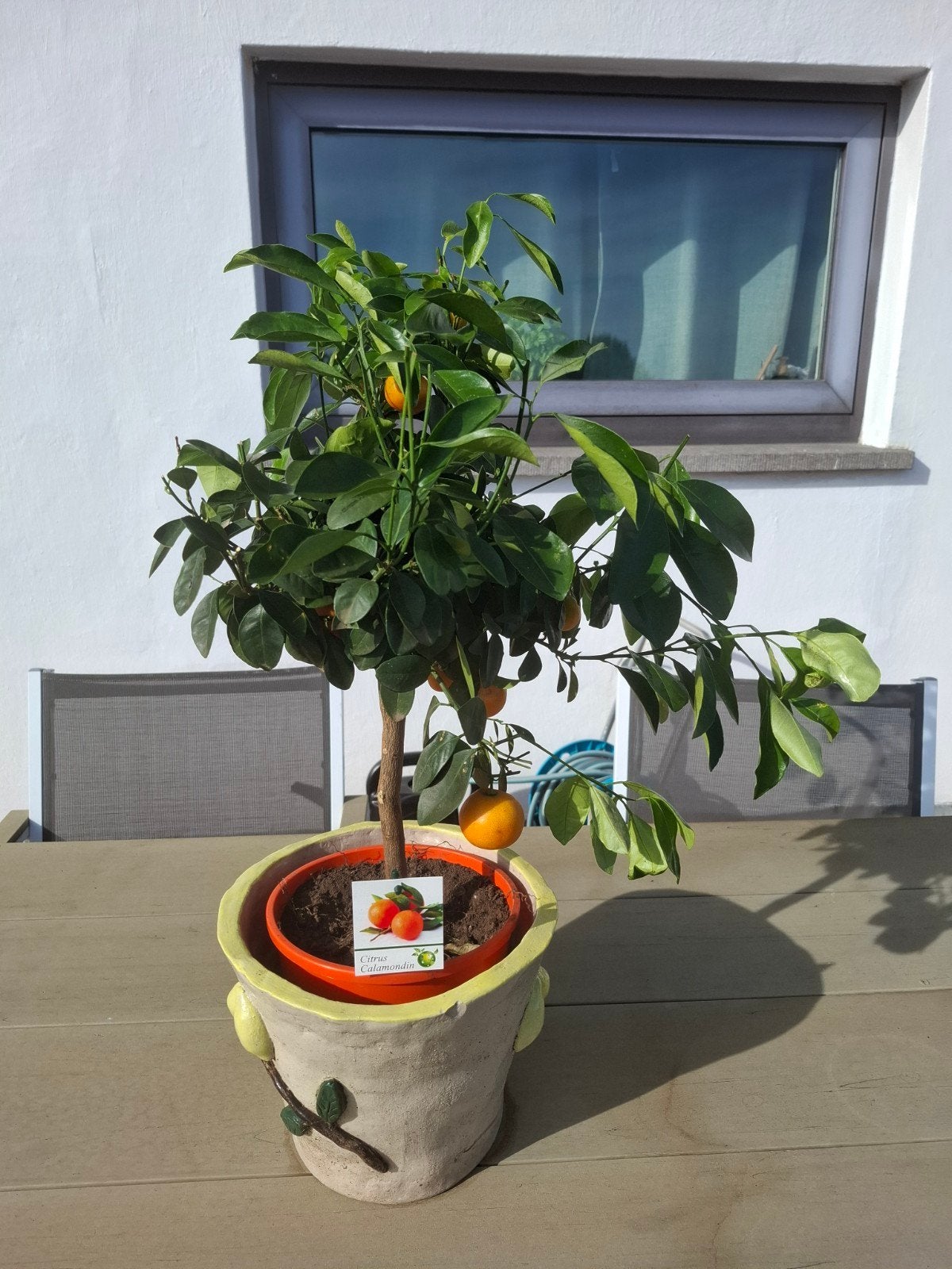Citrus Calmondin, Ophalen