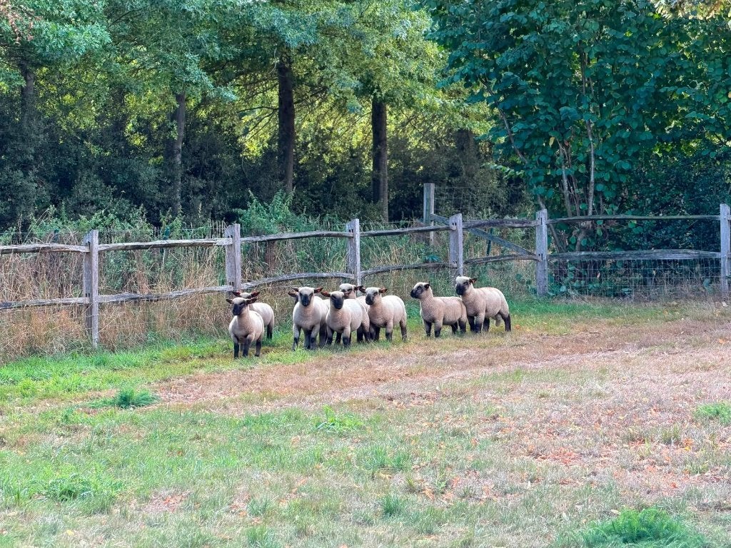 Raszuivere Hampshire Down lammeren, Dieren en Toebehoren, Schapen, Geiten en Varkens, Meerdere dieren, Schaap, 0 tot 2 jaar