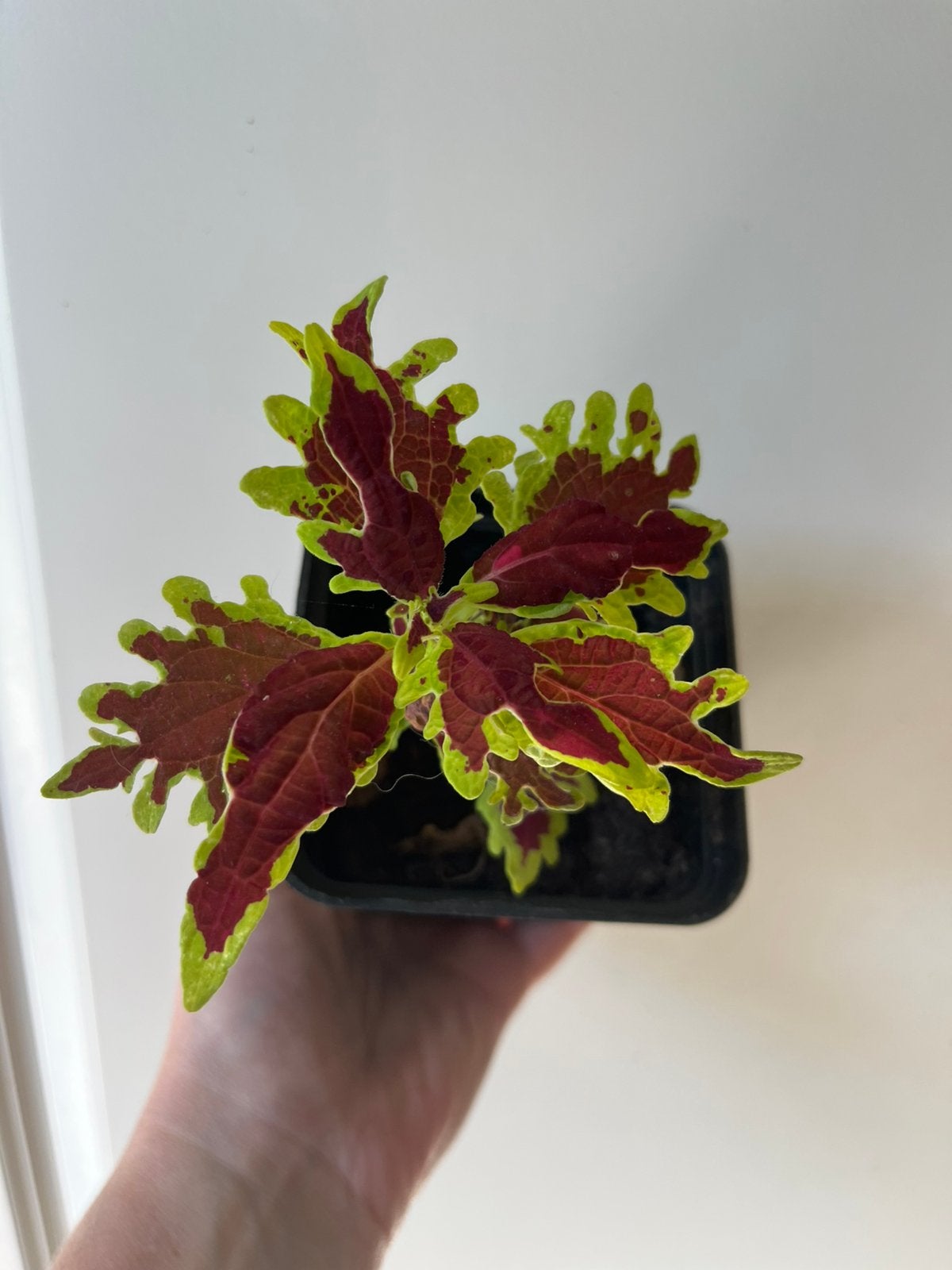 Coleus crown jewel, Maison & Meubles, Autres espèces, Enlèvement ou Envoi, Plante à fleurs, Moins de 100 cm