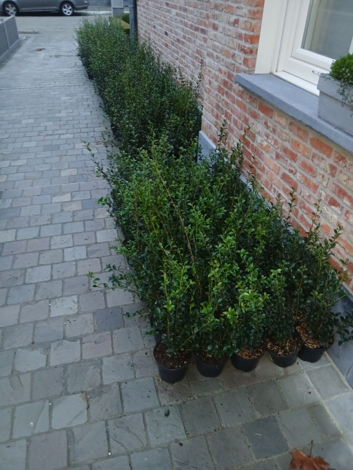 ‼️osmanthus Burkwoodii aan promoprijzen ‼️, Tuin en Terras, Planten | Struiken en Hagen, Ophalen, Taxus