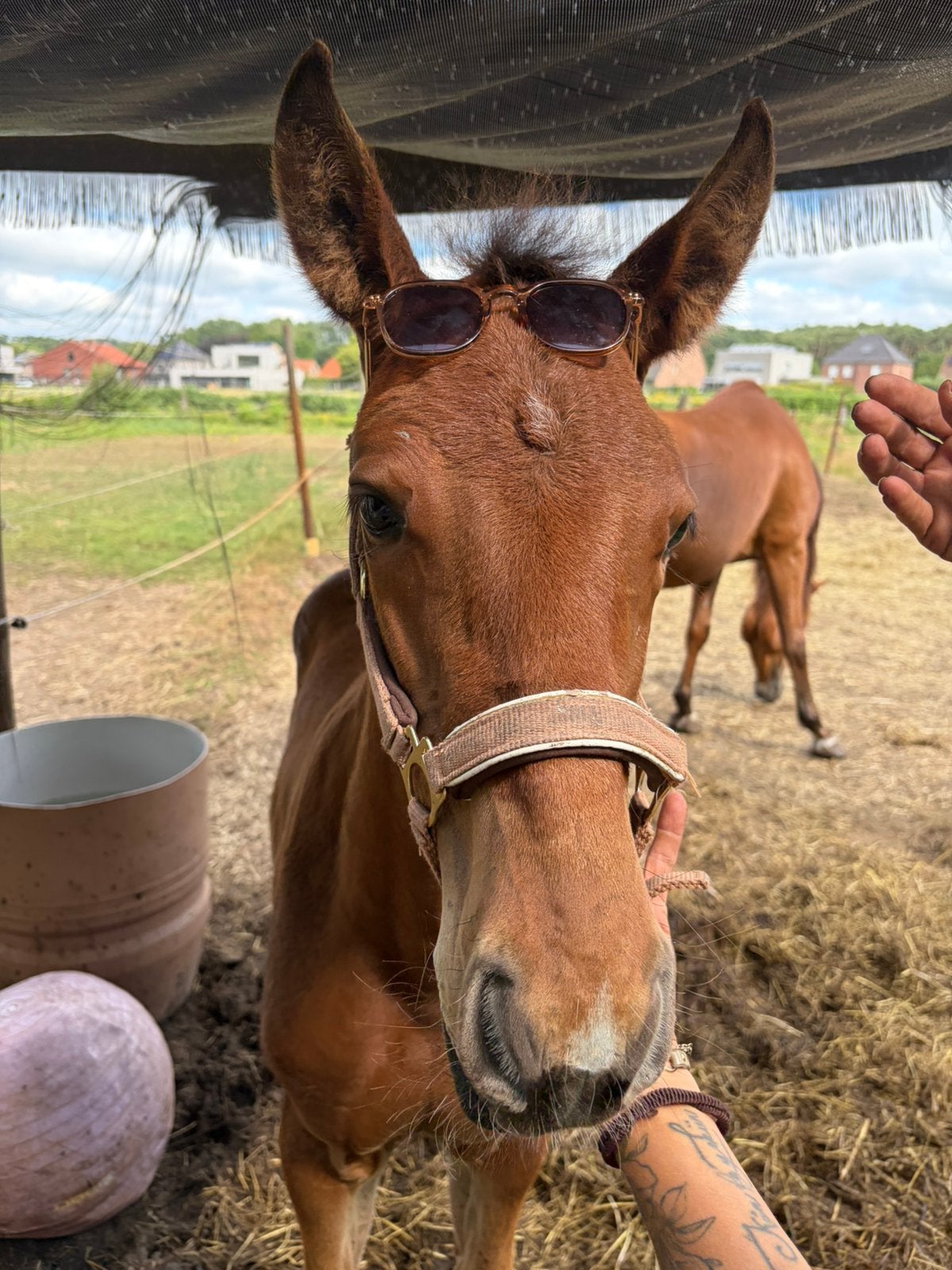 Prachtig Merrie veulen te koop, Dieren en Toebehoren, Paarden, Hengst, Z