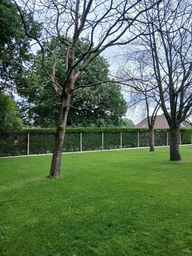 Gratis hout, Tuin en Terras, Brandhout, Stammen, Overige houtsoorten, 6 m³ of meer, Ophalen