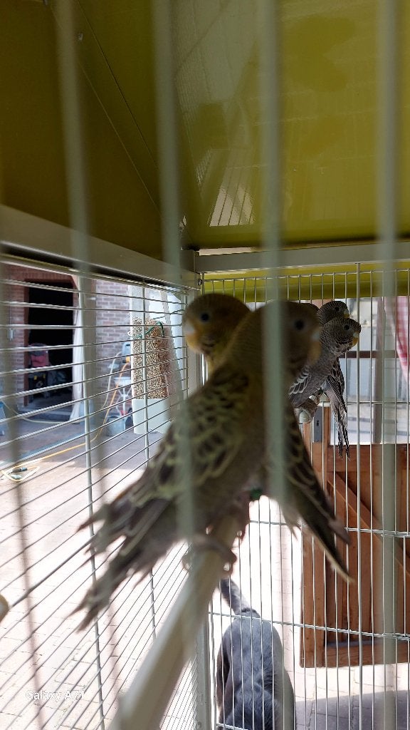 Blackfacegrasparkieten, Meerdere dieren, Parkiet, Geringd