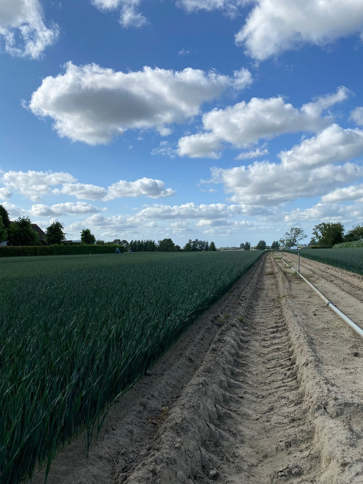 Preiplantjes, Ophalen