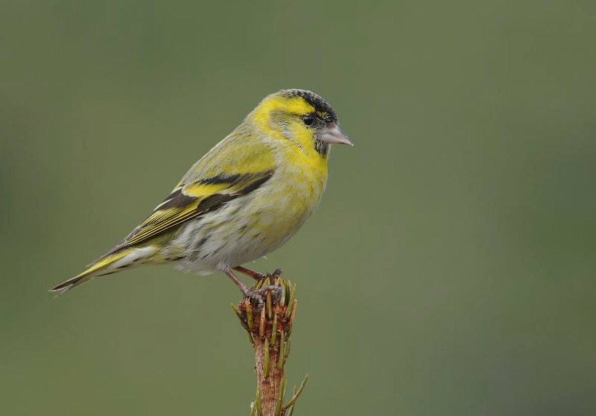 Sijzen, Dieren en Toebehoren, Wildzangvogel