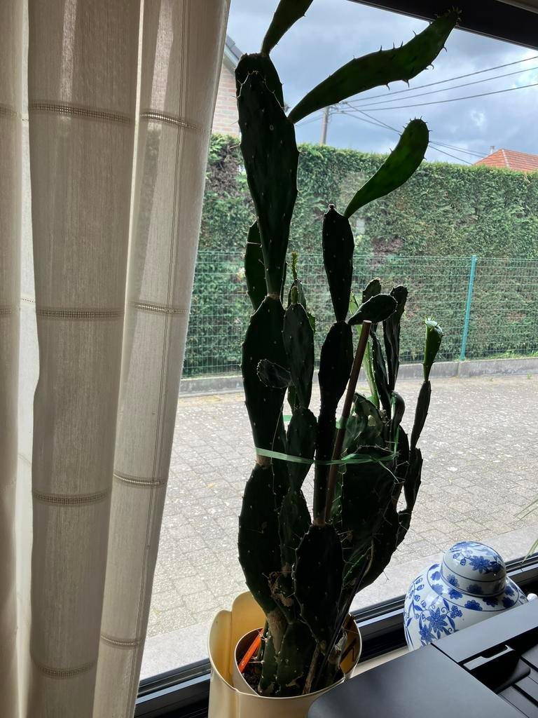 Cactus, Ophalen, Cactus