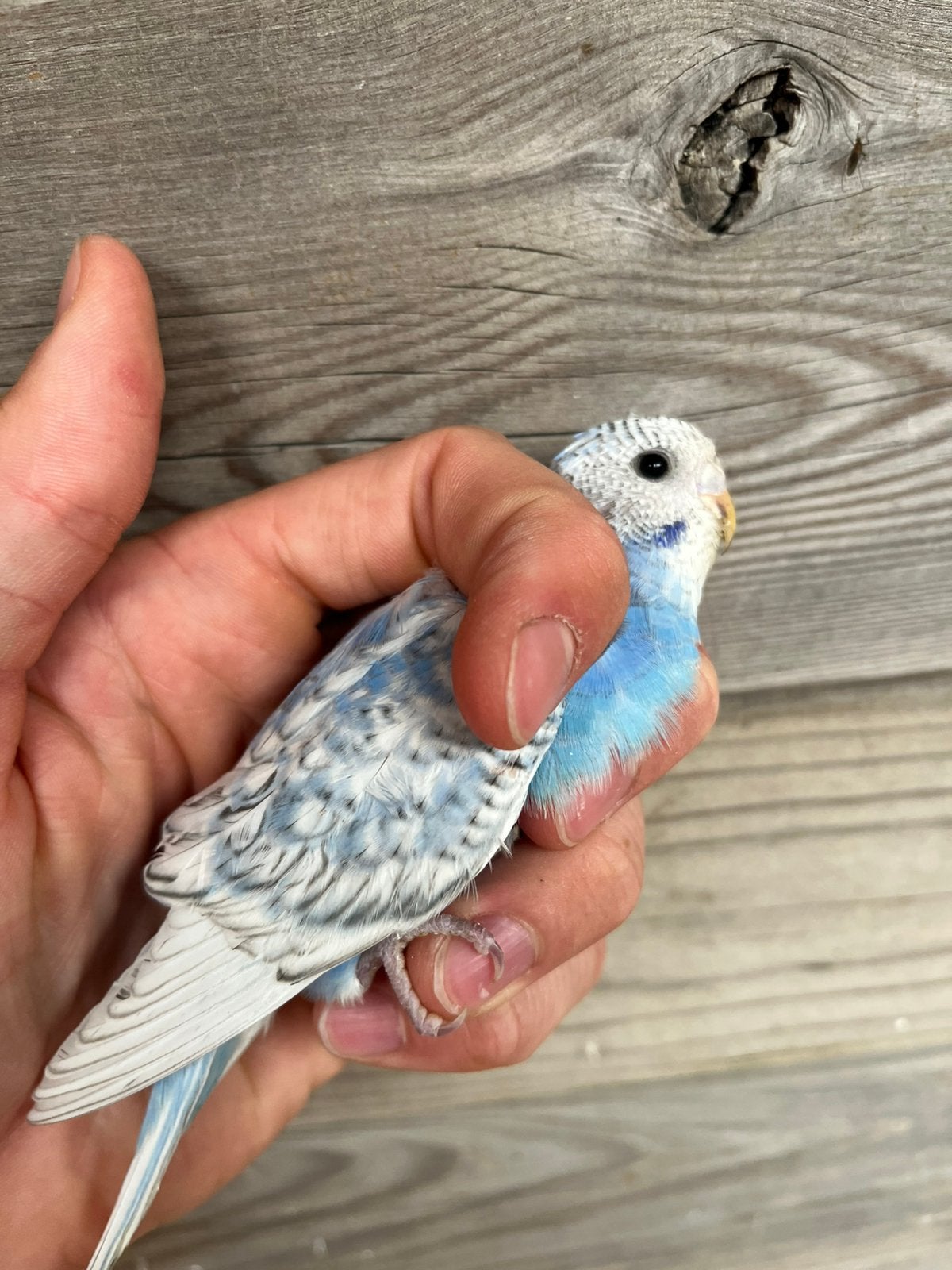 Jonge grasparkiet, Dieren en Toebehoren, Vogels | Parkieten en Papegaaien