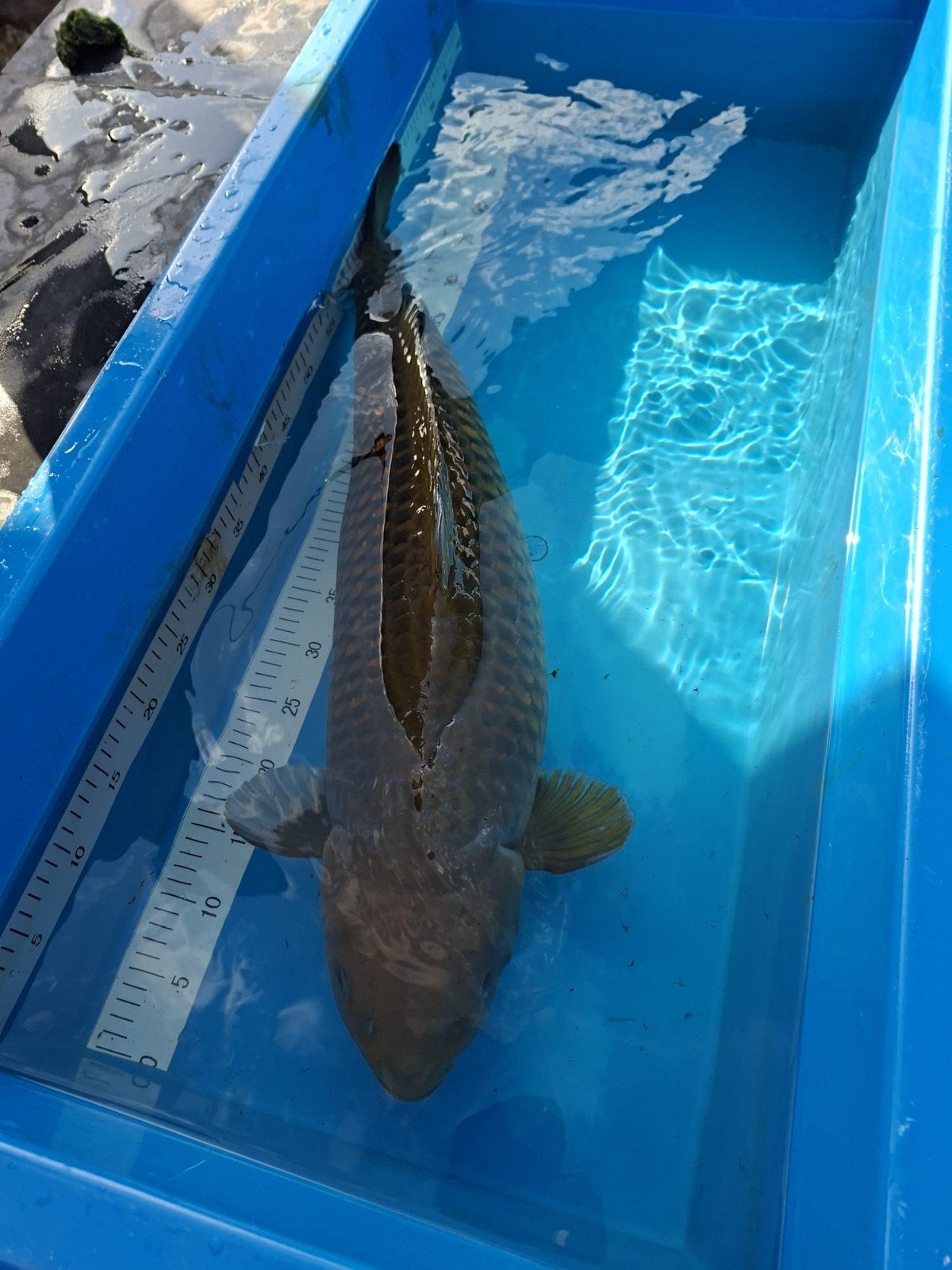 Japanse koi