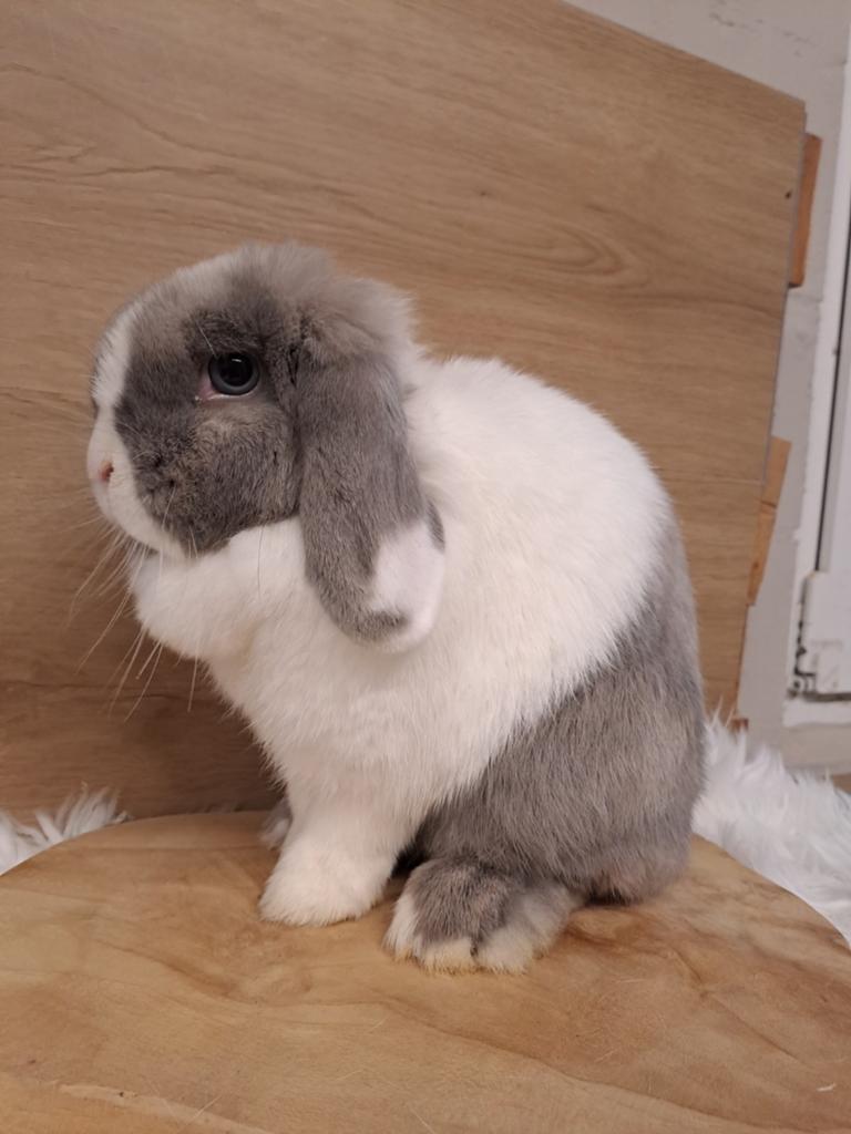 Minilop voedster, Femelle, Nain, Oreilles tombantes, 0 à 2 ans