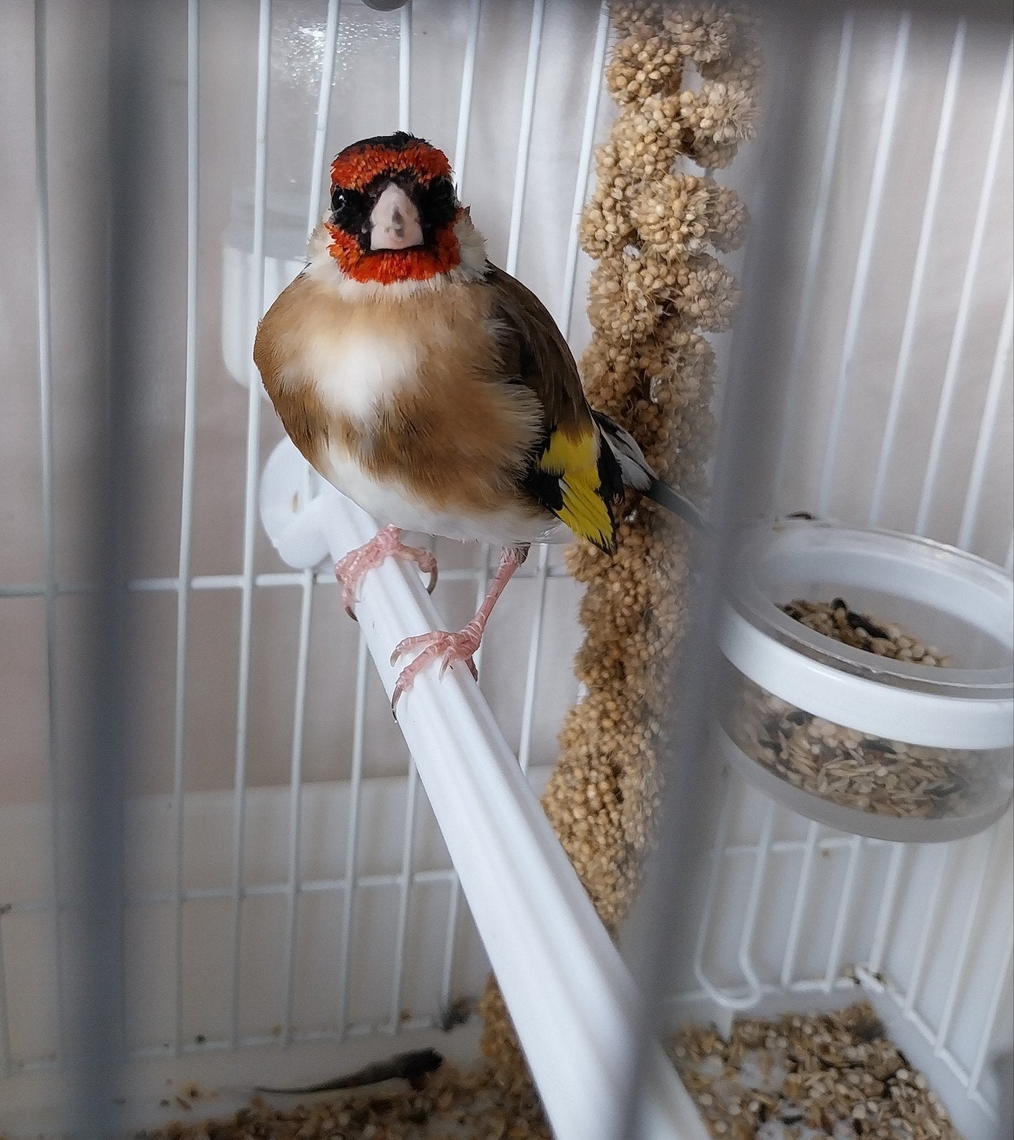 très belle femelle née en cage, Femelle