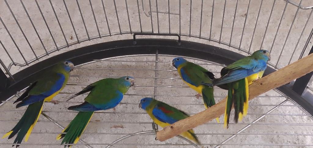 2025 turquoisine parkieten wildkleur (gele buik), Dieren en Toebehoren, Vogels | Parkieten en Papegaaien, Parkiet, Meerdere dieren