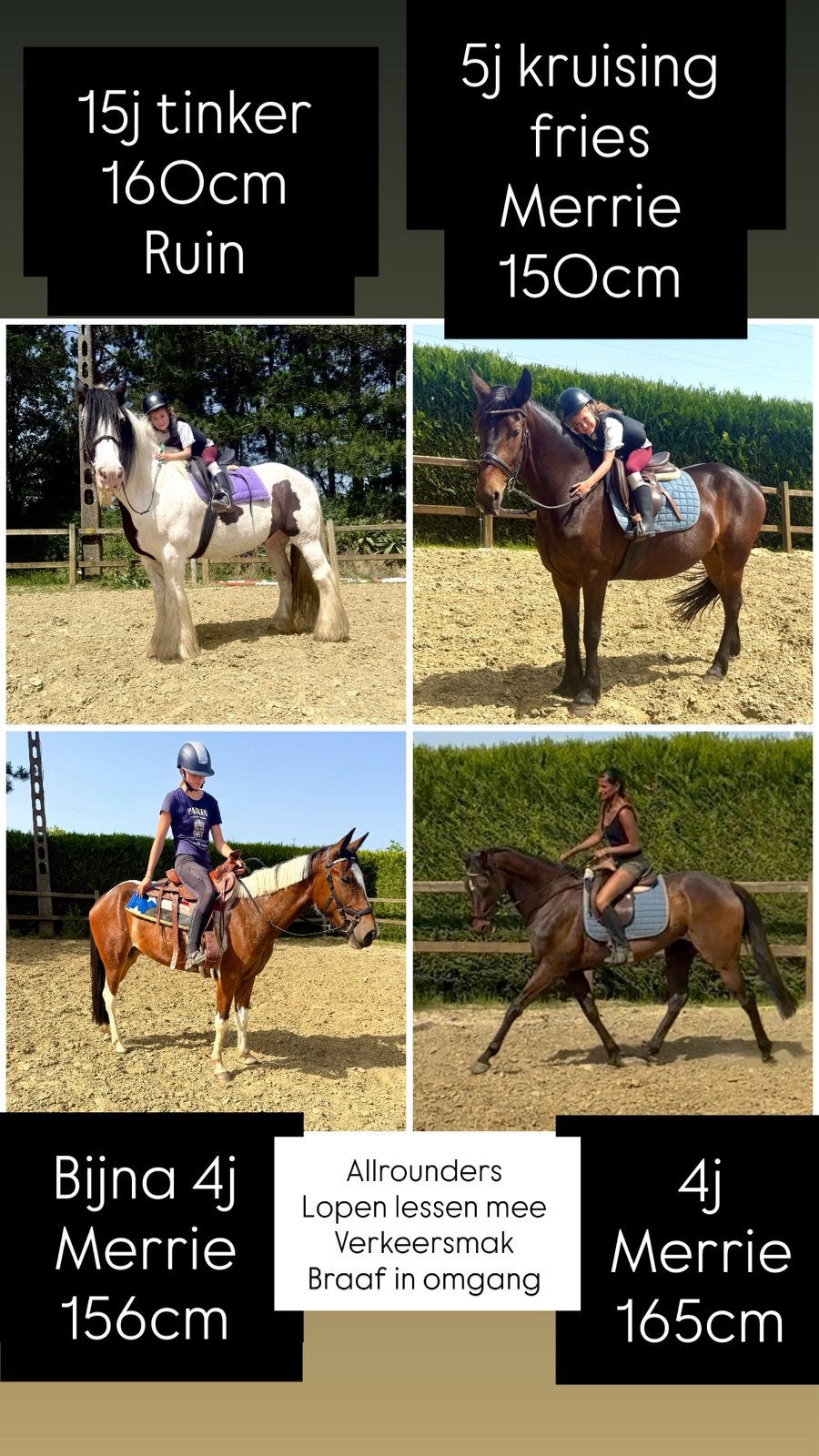 4 toppers, Dieren en Toebehoren, Merrie