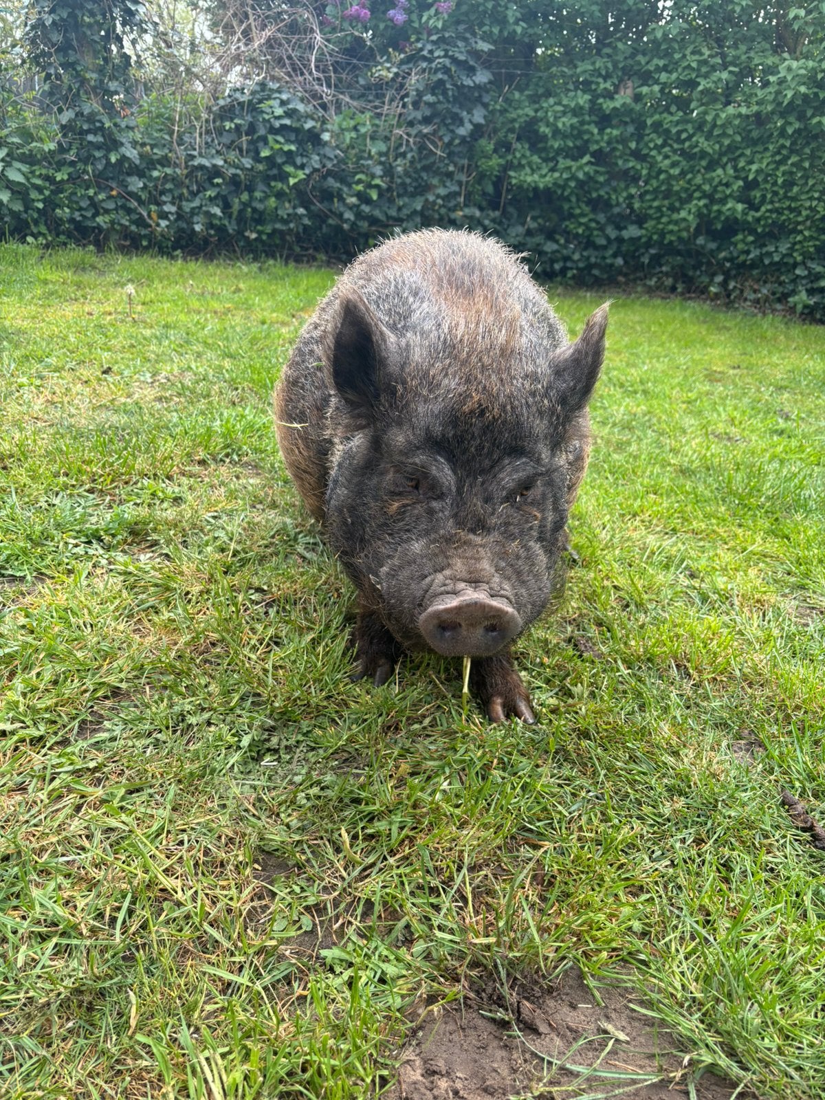 Wie wil deze bink een goude stalletje, Dieren en Toebehoren, Mannelijk, Varken, 3 tot 5 jaar