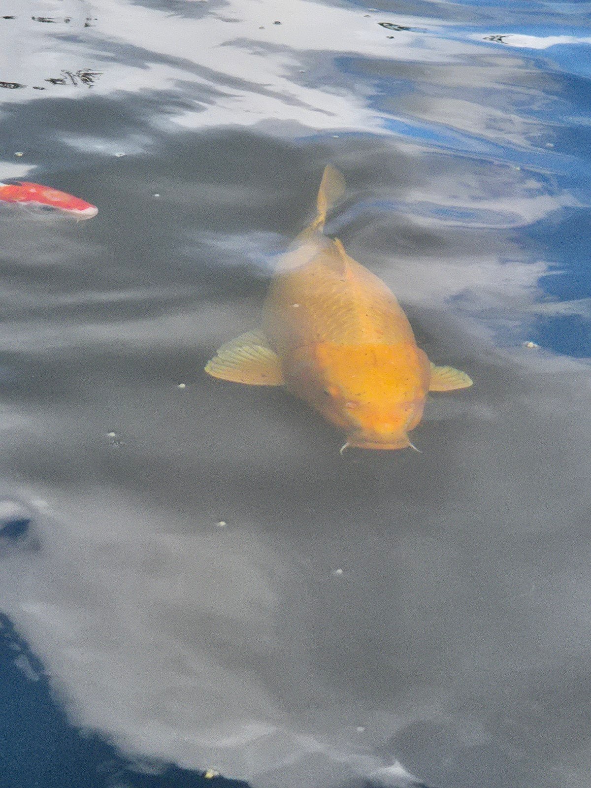 Japanse Koi Yamabuki Ogon 65cm