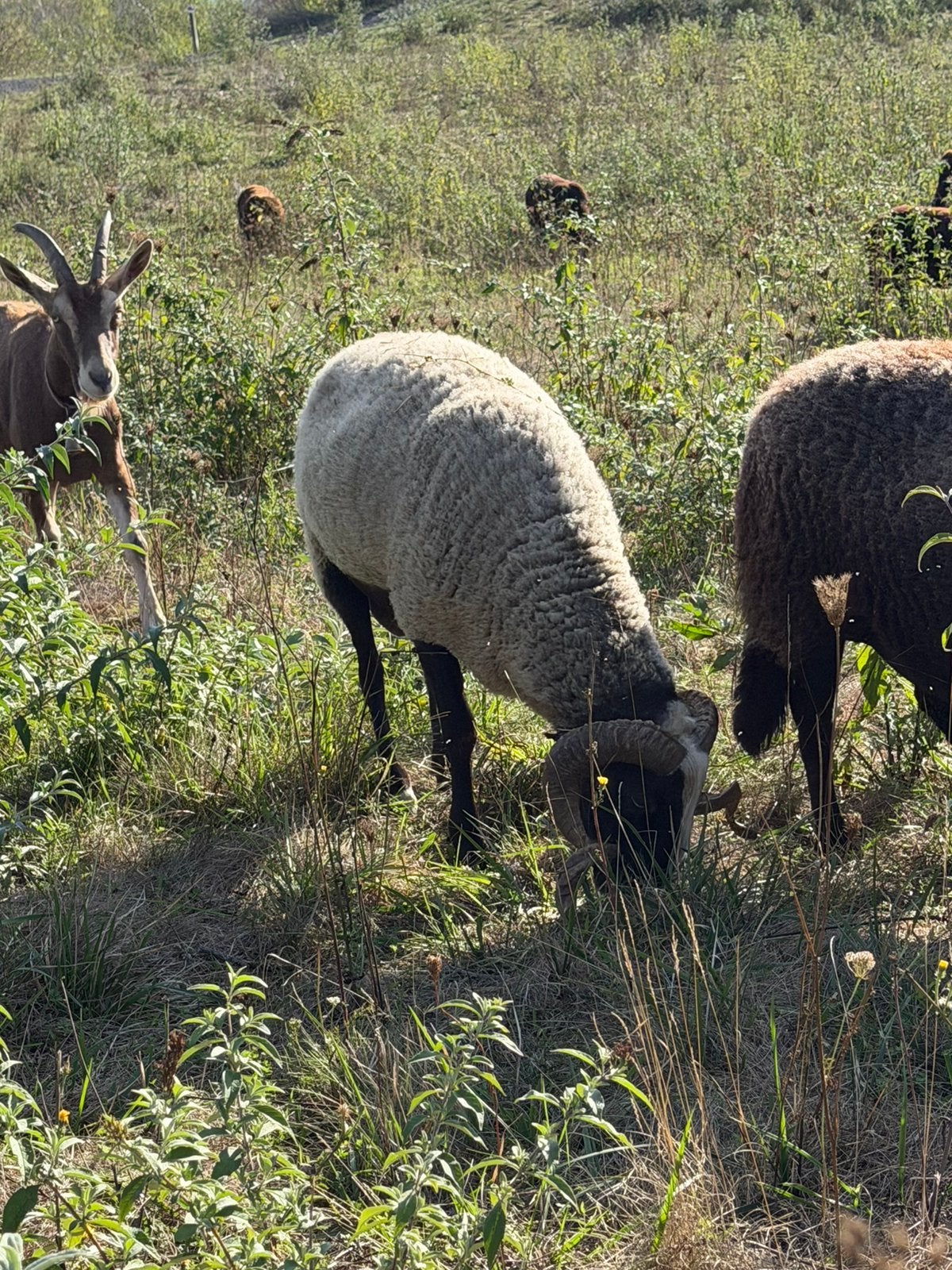 Bélier de 2 ans à vendre, Mâle, Mouton, 0 à 2 ans