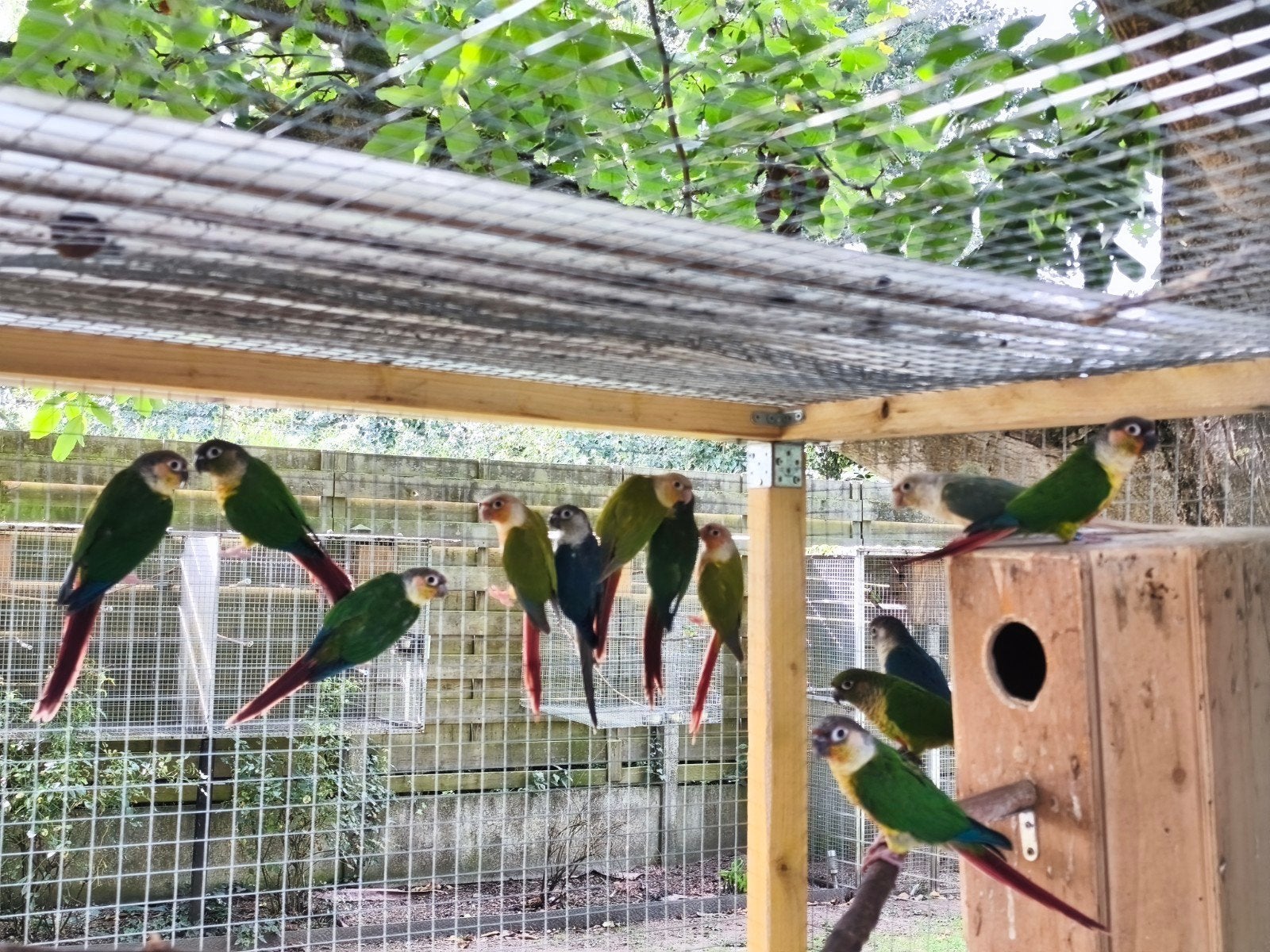 conure molinae, Mâle, Perruche, Bagué