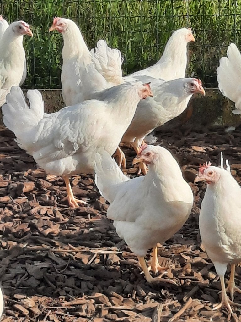 Legkippen, Dieren en Toebehoren, Meerdere dieren, Kip