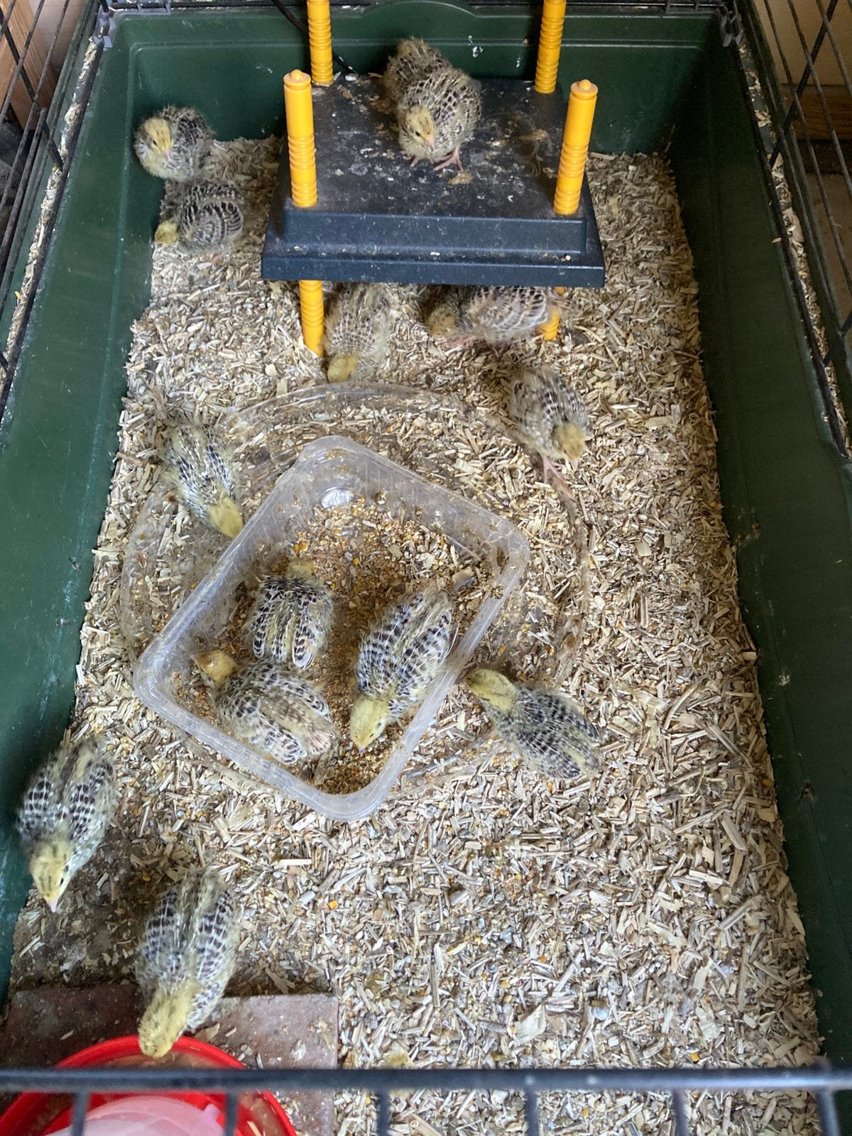 Japanse jumbo kwartel kuikens, Dieren en Toebehoren, Pluimvee