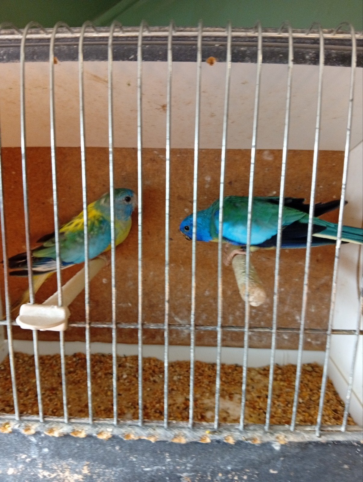 kweekkoppel Splendid, Dieren en Toebehoren, Geringd