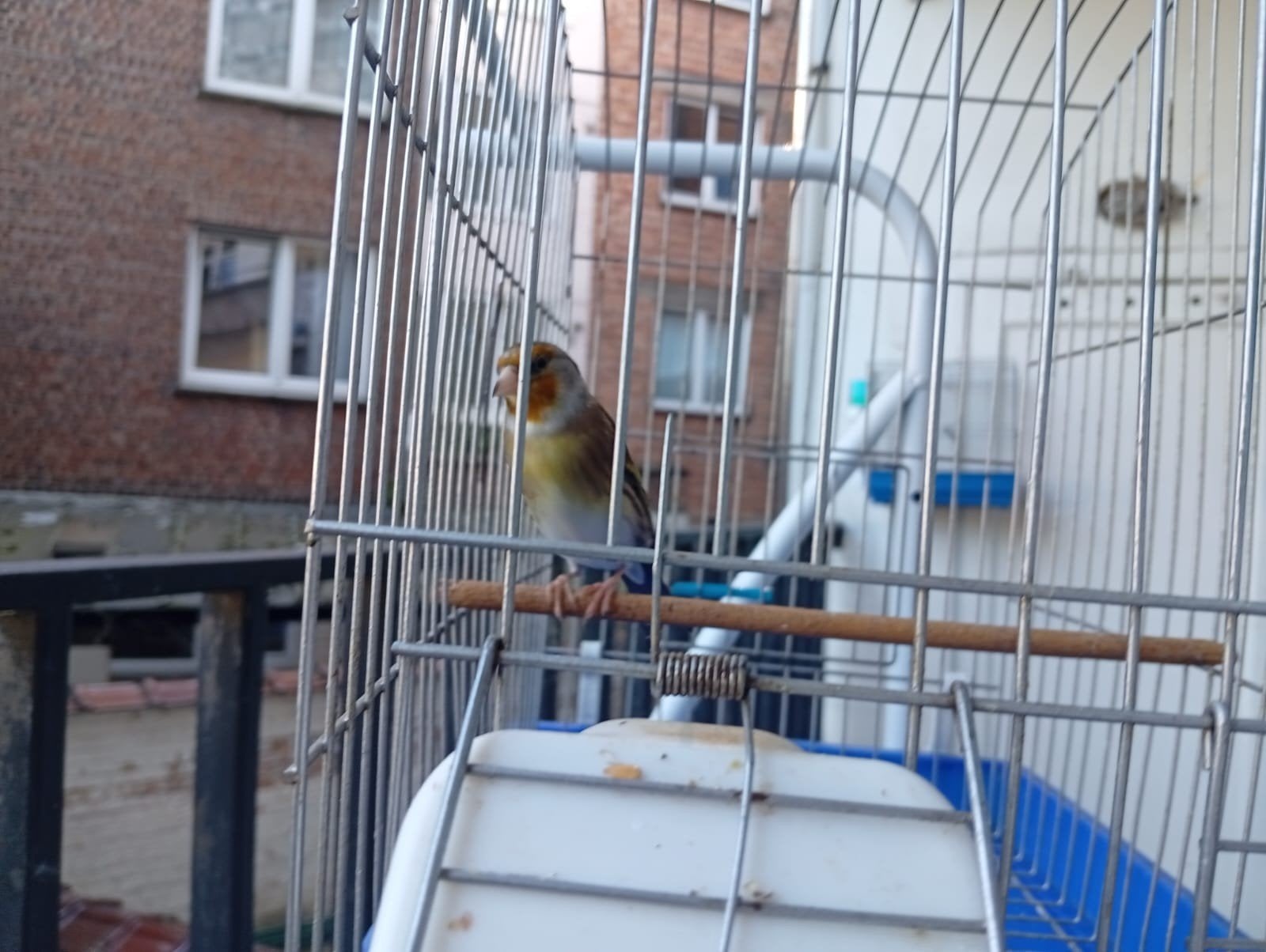 Mitis 8 mois, Animaux & Accessoires, Oiseaux | Canaris