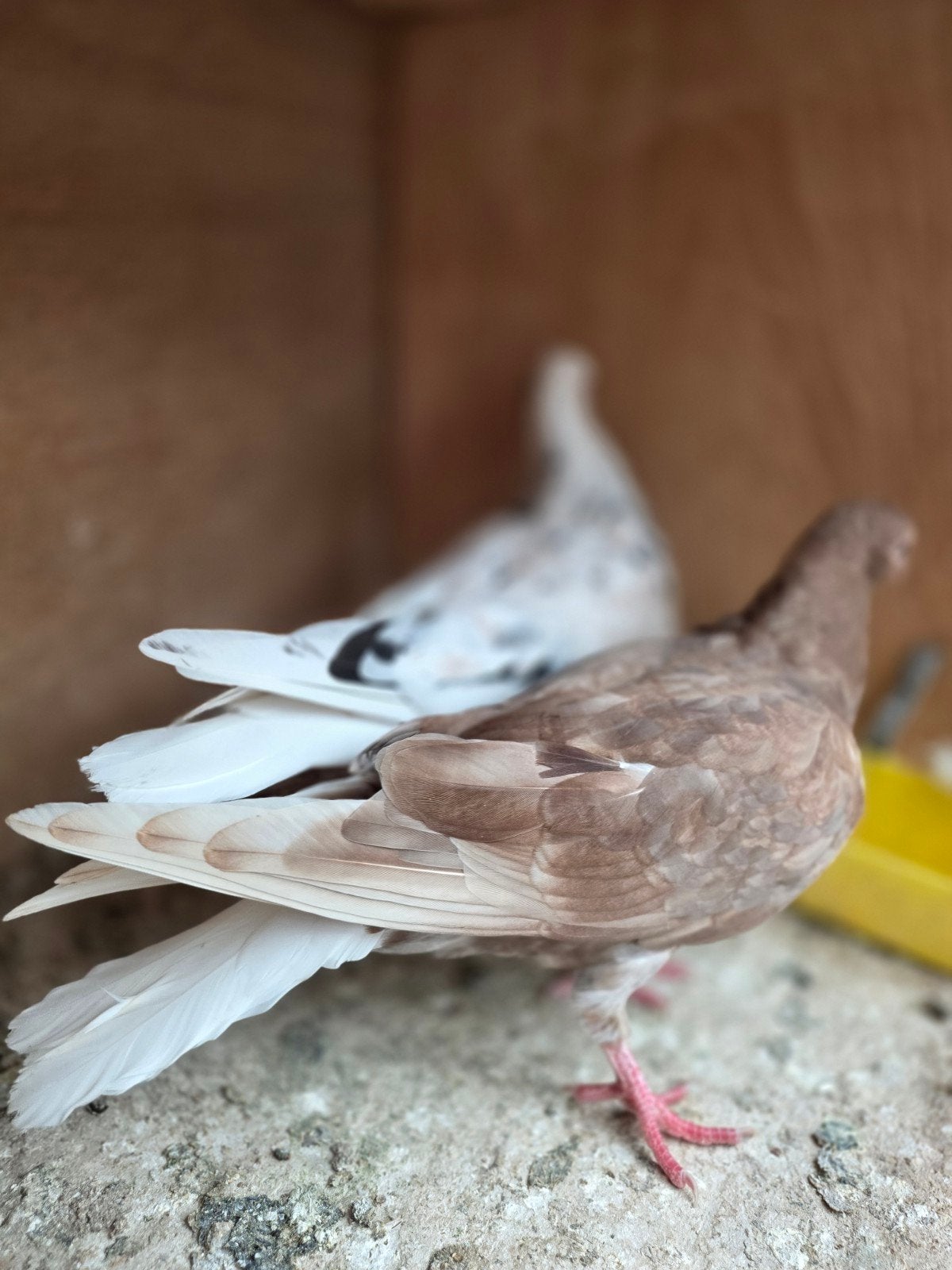Iraanse hoogvlieger, Dieren en Toebehoren, Vogels | Duiven