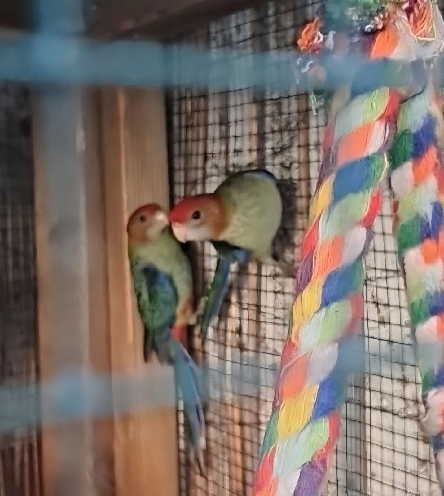 3 jonge rosellas, Geslacht onbekend