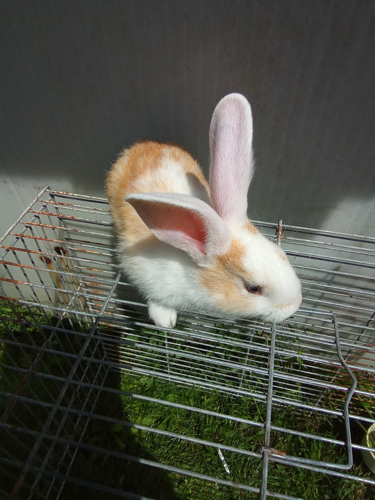 Des géants flamands purs à vendre, Plusieurs animaux, Grand, 0 à 2 ans