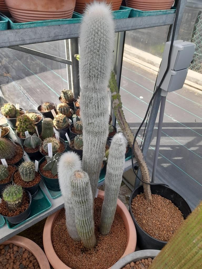 Pot witte hoge cactussen., Huis en Inrichting, Kamerplanten, Ophalen