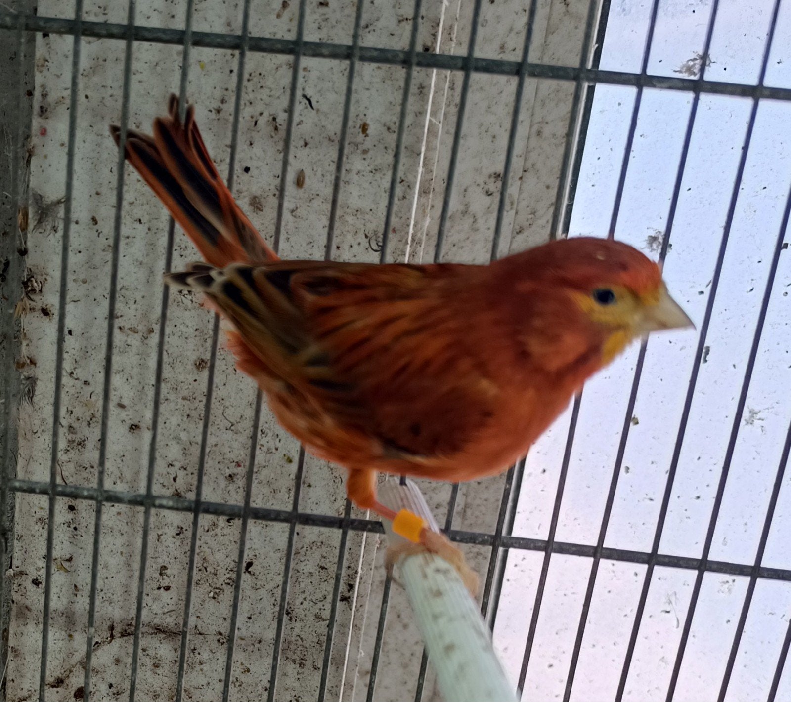 Kanaries, Animaux & Accessoires, Oiseaux | Canaris