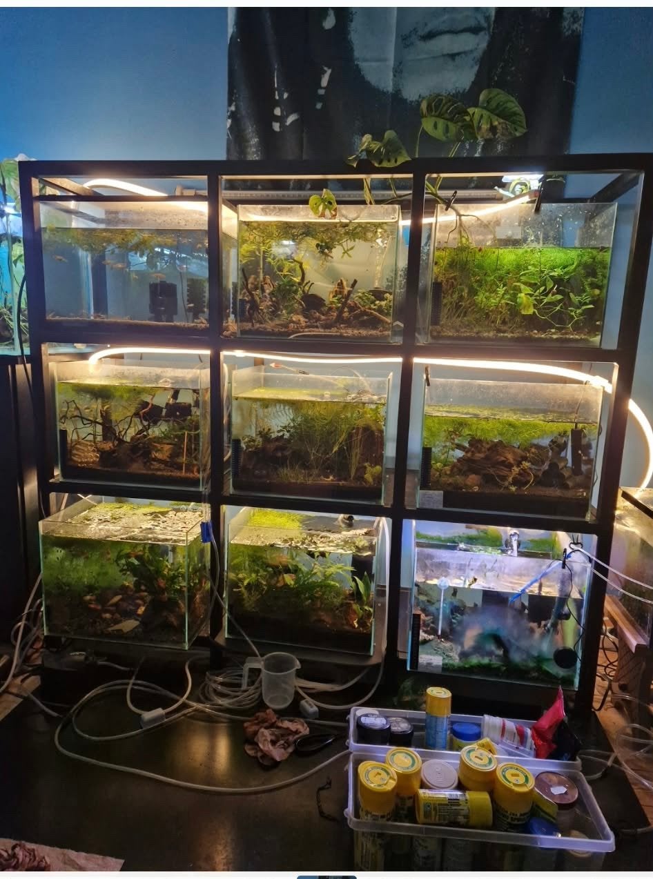 Rack aquarium, Animaux & Accessoires, Enlèvement, Utilisé