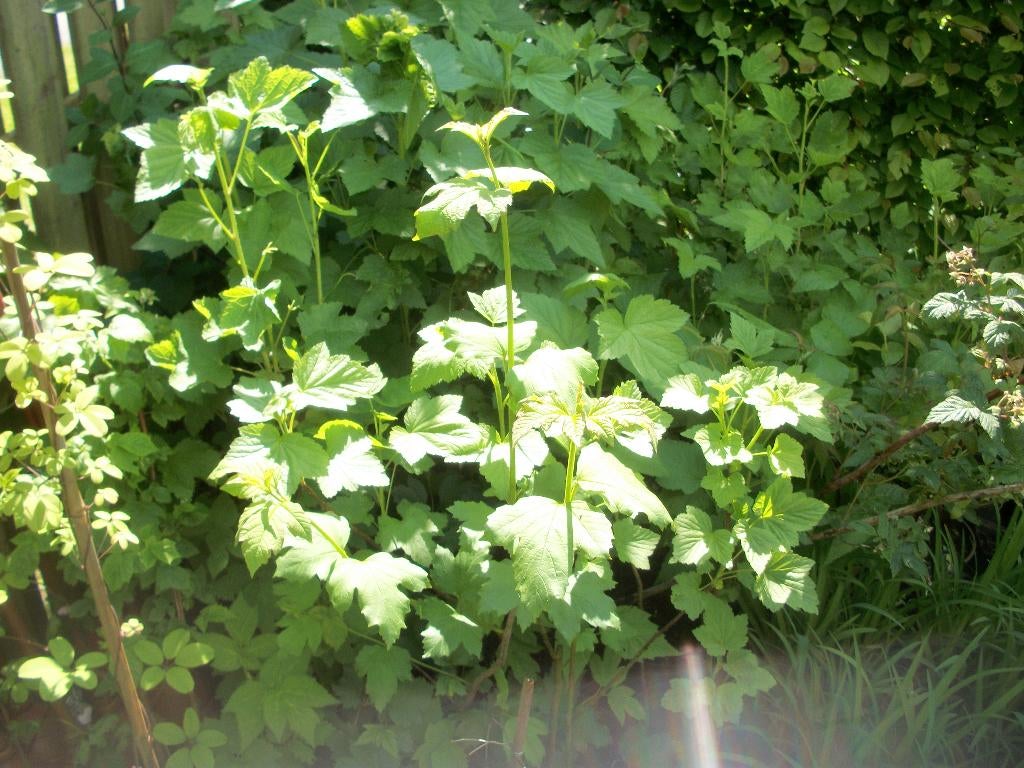 Aalbes of trosbes of Ribes planten en Frambozenplanten, Ophalen, Minder dan 100 cm, Overige soorten, Volle zon