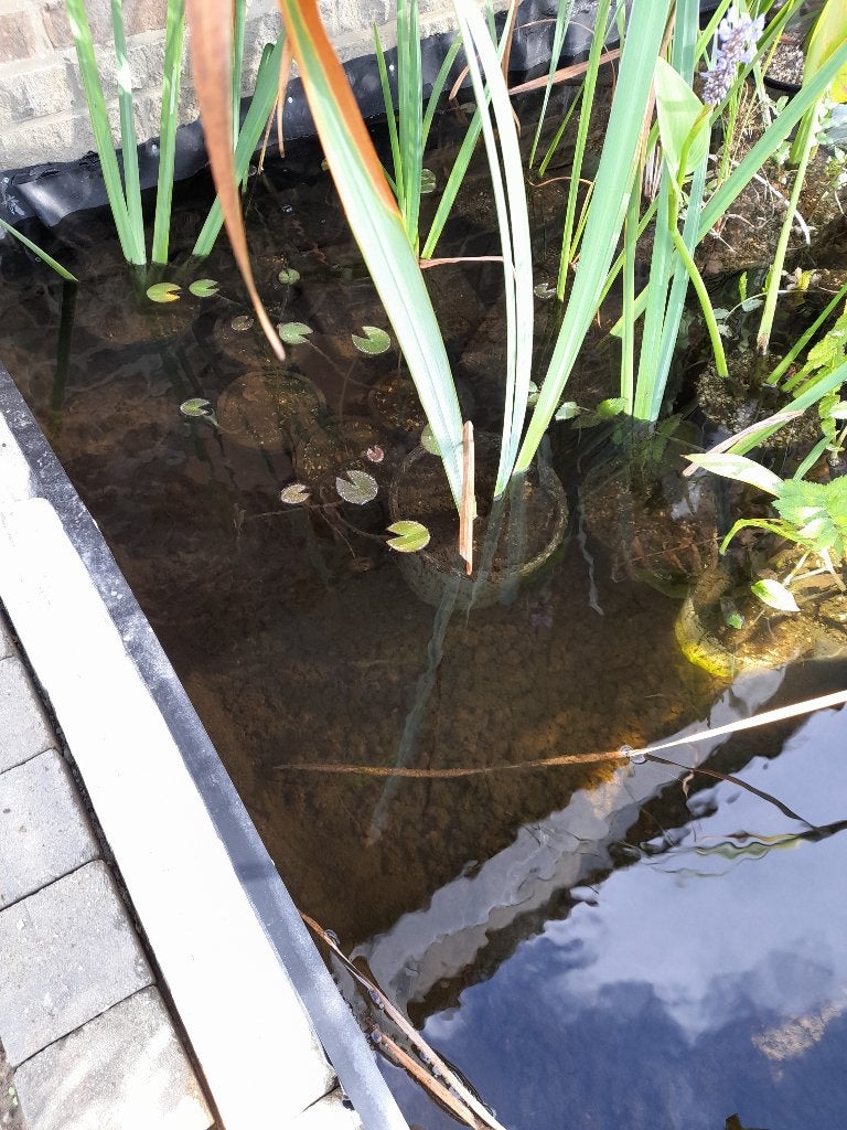 vijver plantjes, Ophalen of Verzenden, Nieuw