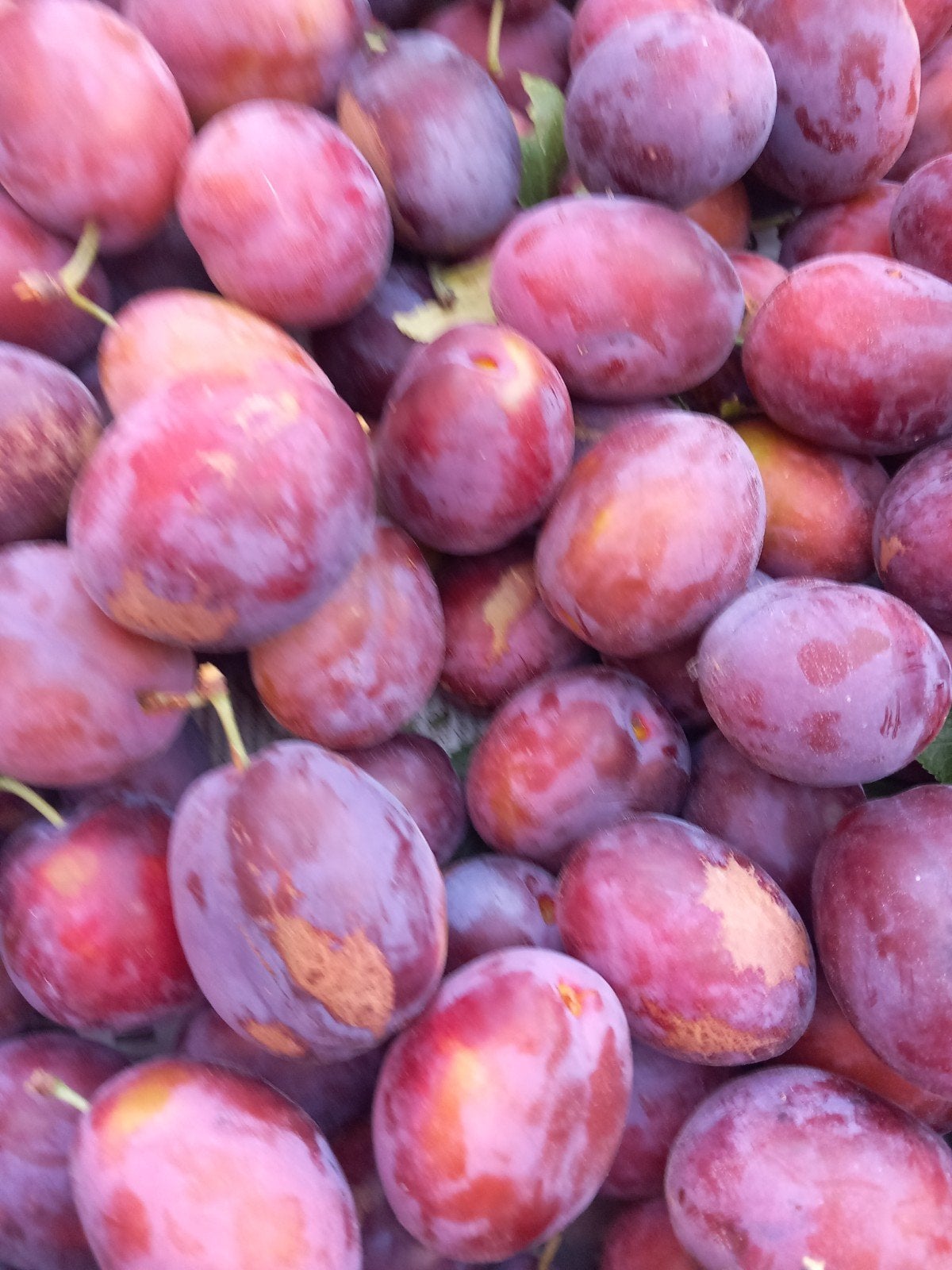 pruimen, Tuin en Terras, Ophalen