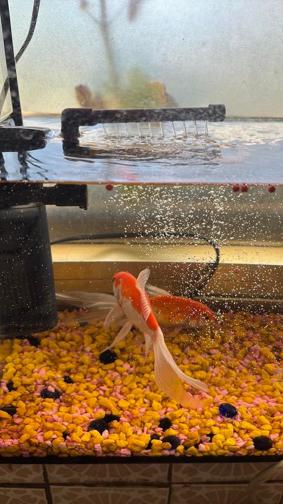2 vissen, Dieren en Toebehoren, Vissen | Aquariumvissen