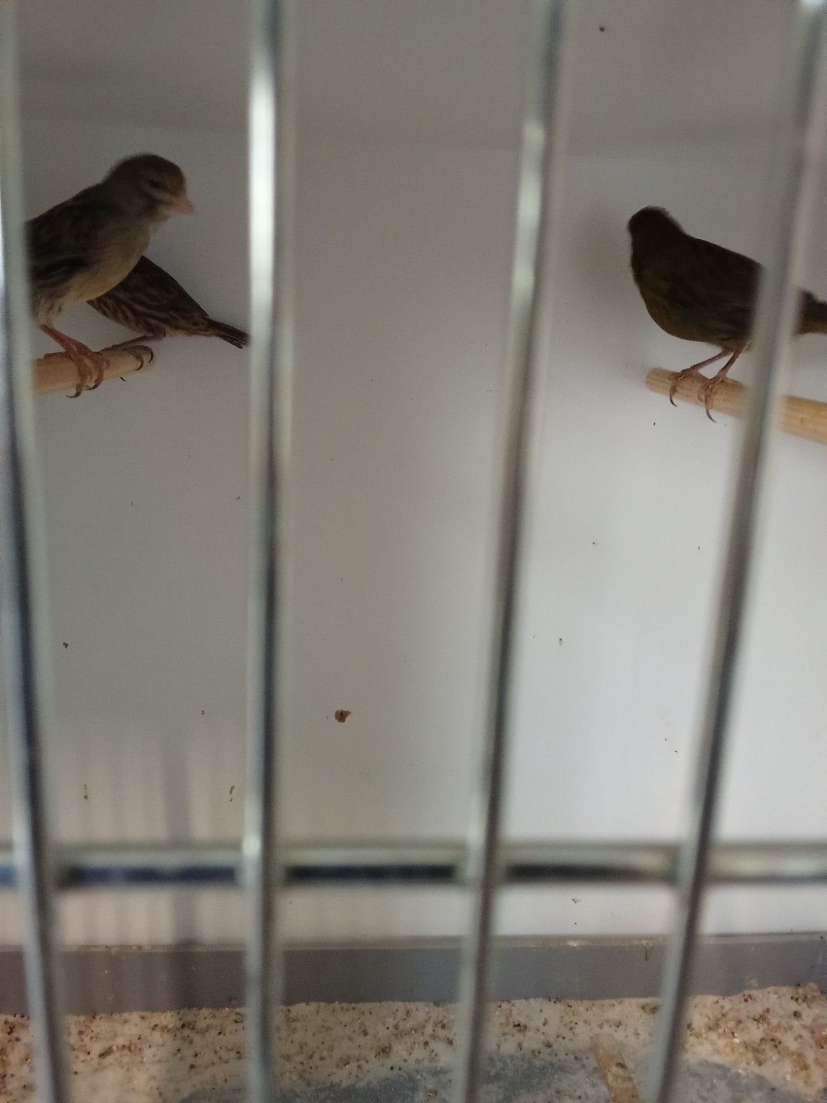 Te koop koppel Kanaries met 1jong, Dieren en Toebehoren, Vogels | Kanaries