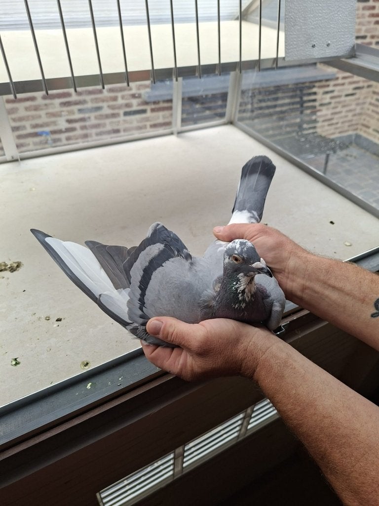 duivin, Dieren en Toebehoren, Vrouwelijk, Postduif
