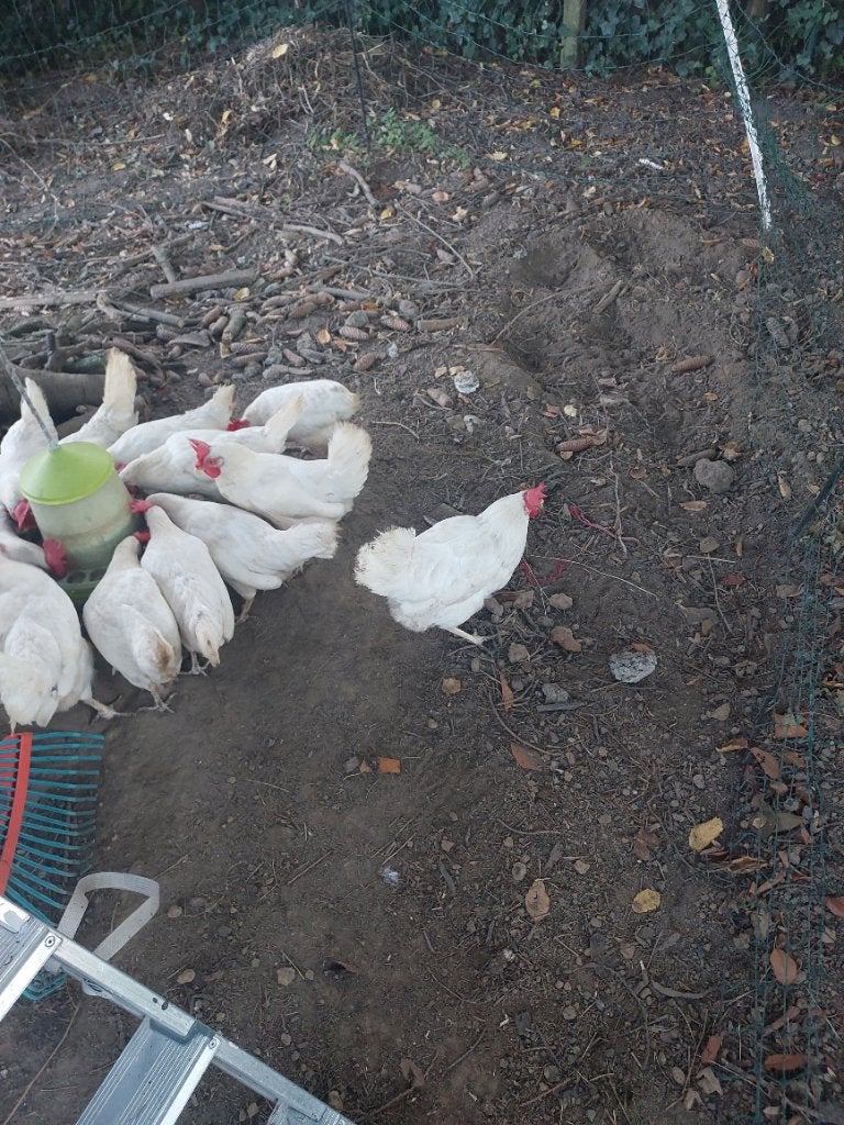 Kip, Dieren en Toebehoren, Vrouwelijk, Kip