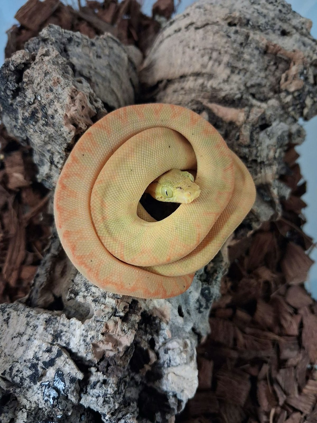 Corallus hortulanus cb 26, Animaux & Accessoires
