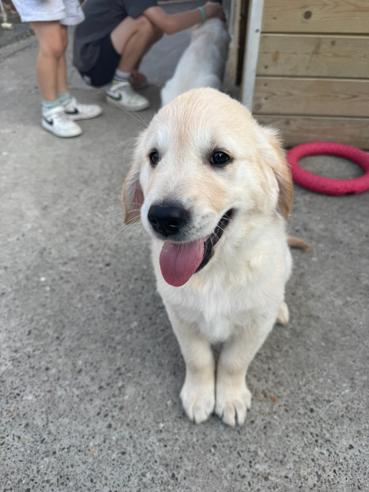 Golden retriever pups, Golden retriever, België, Fokker | Hobbymatig, CDV (hondenziekte)