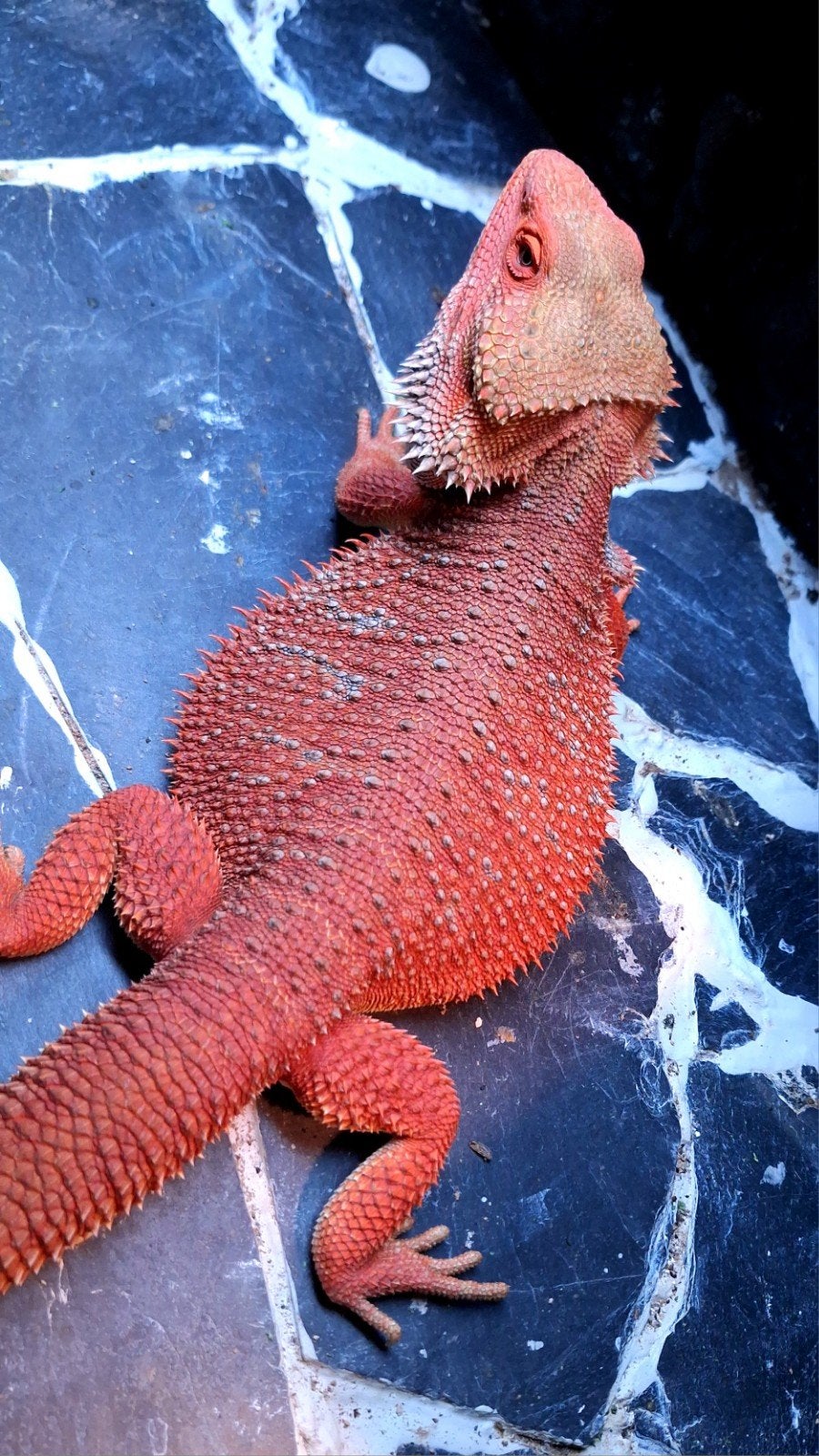 Red Hypo Blue Bar het. Trans/Witblits kweekman baardagaam, Lézard, Domestique, 0 à 2 ans