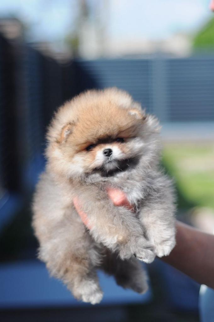 Mini Pomeranian Prinses — Grijs Juweeltje Zoekt Thuis!, Particulier, 15 weken tot 1 jaar, Overige rassen, Buitenland