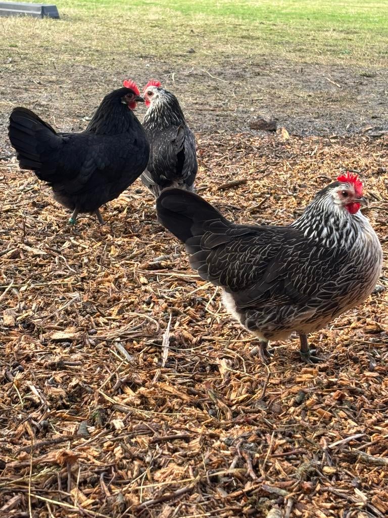 Bassette hennen, Dieren en Toebehoren, Pluimvee, Vrouwelijk