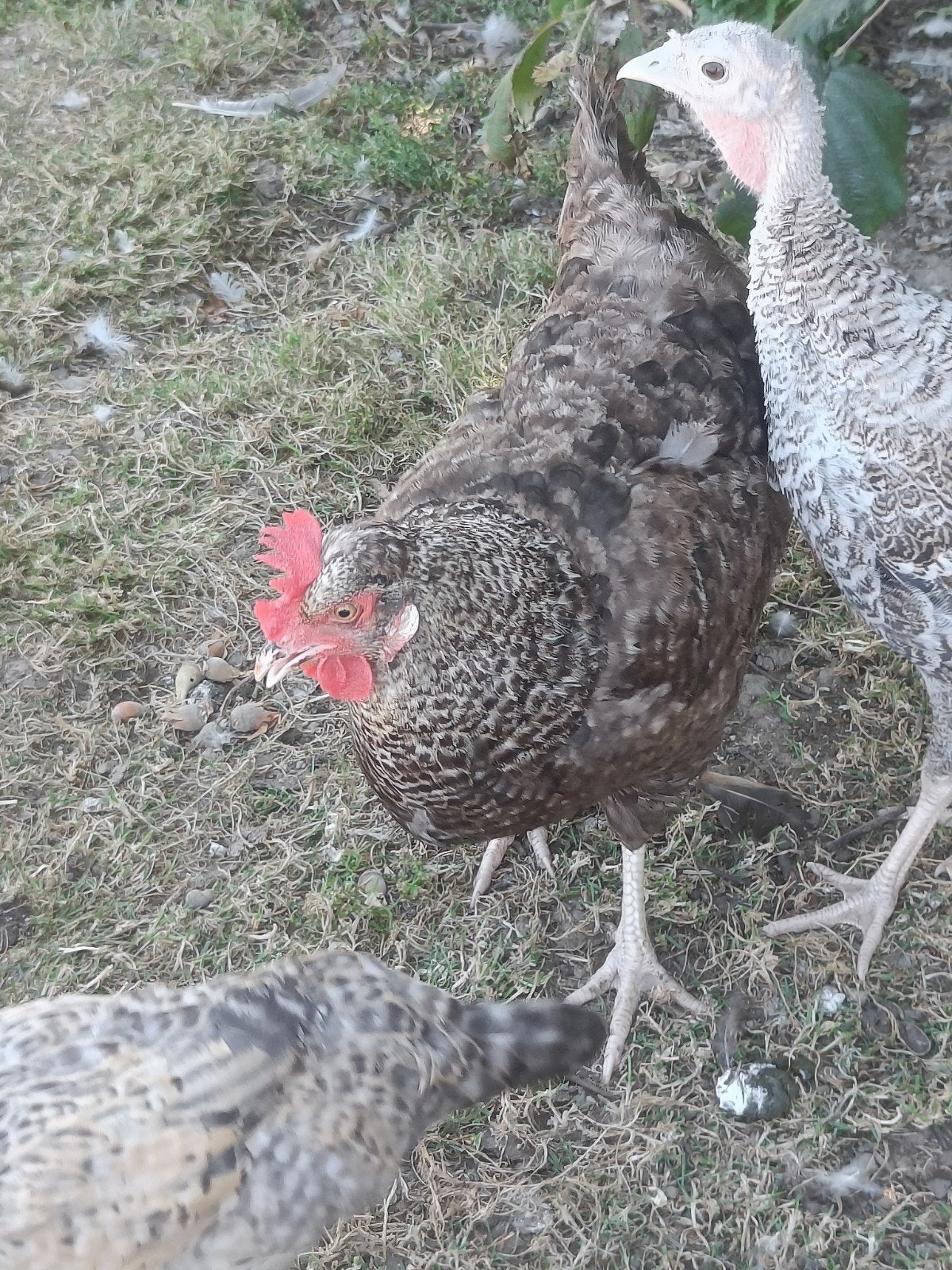 poulet Greenkeeper noir, Poule ou poulet